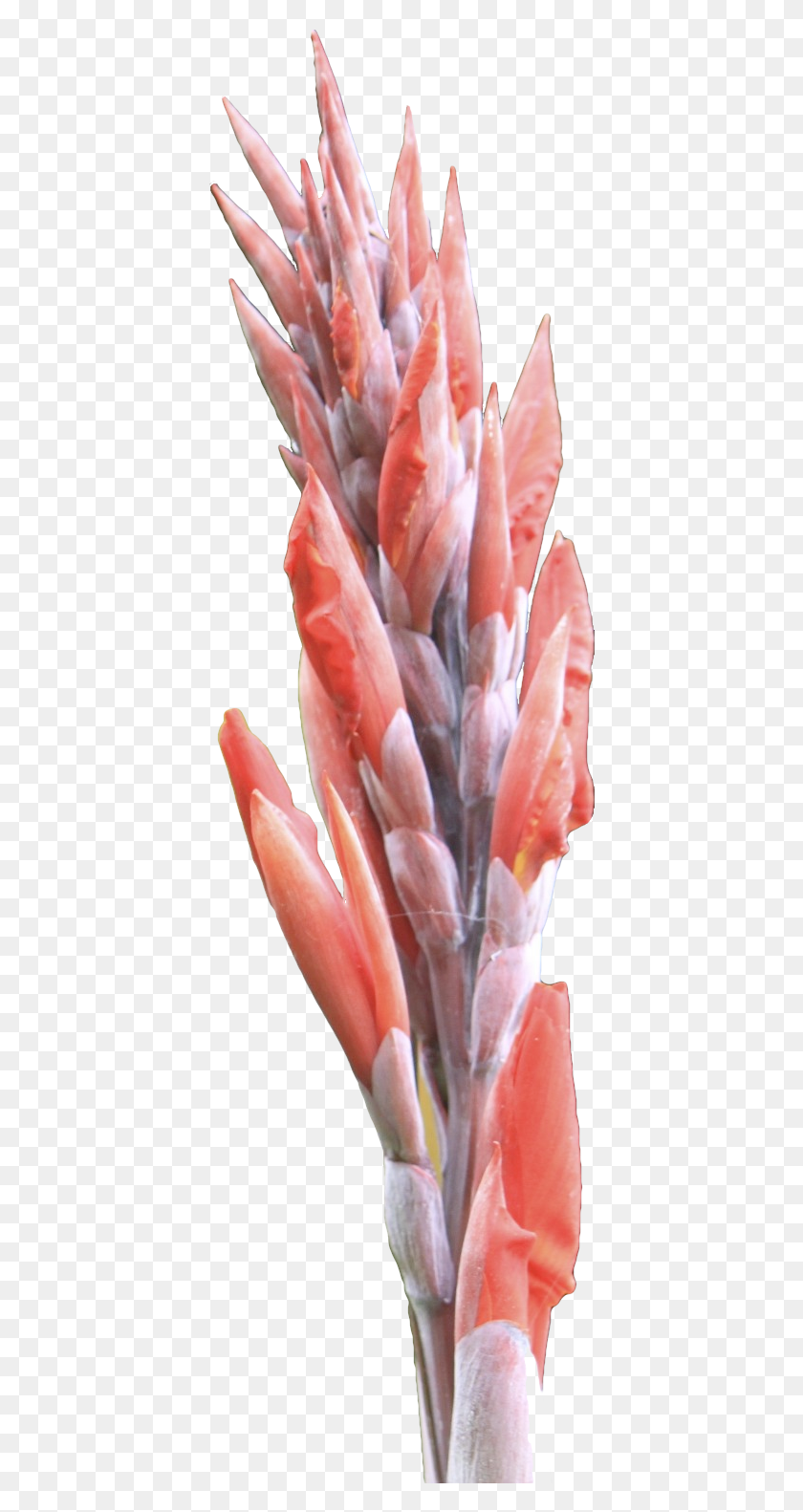 404x1522 Цветок 18А Протея, Растение, Еда, Цветение Hd Png Скачать