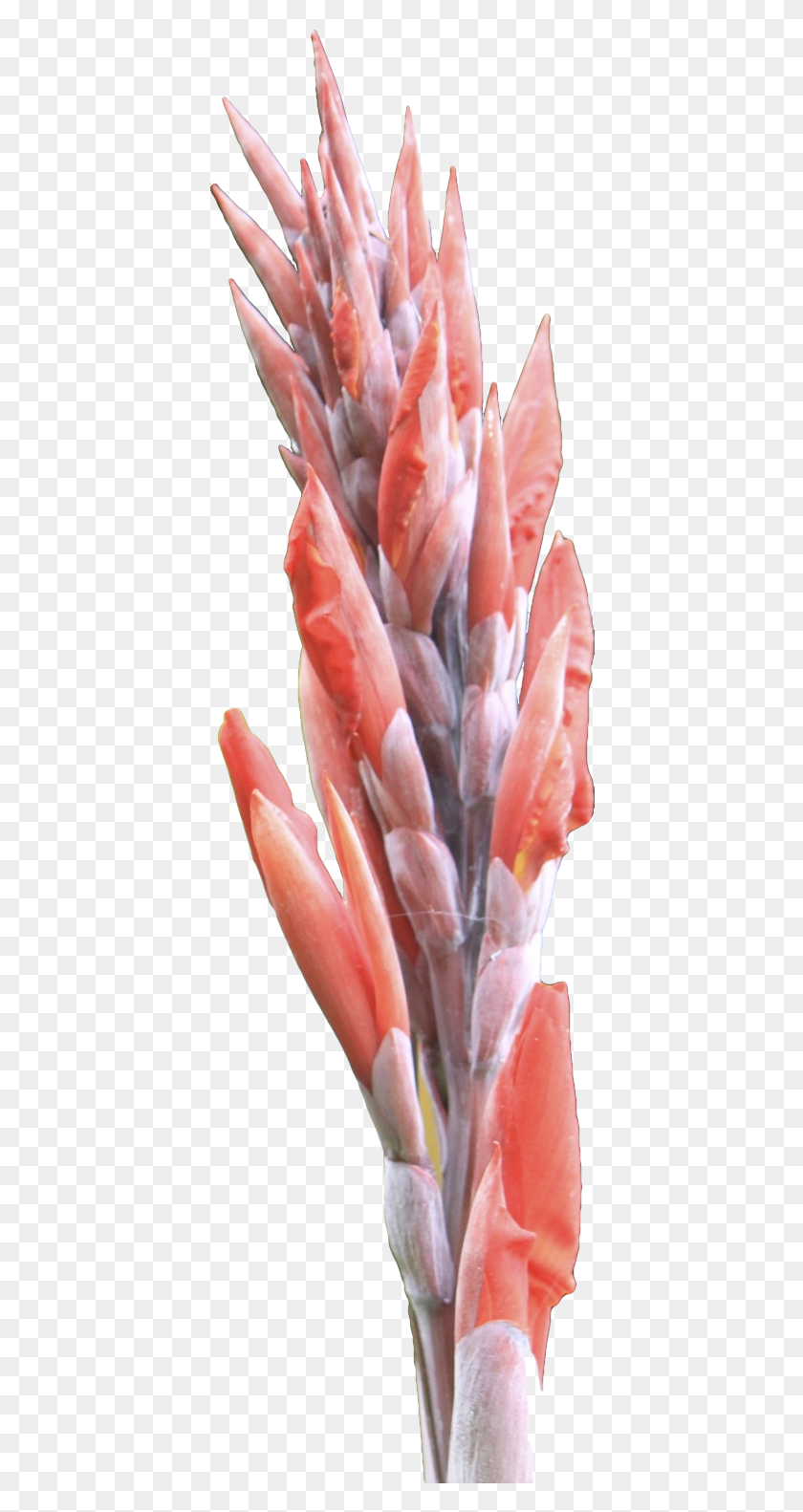 404x1522 Descargar Png / Flor 18A Protea, Planta, Alimentos, Flor Hd Png