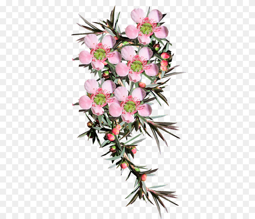 Flower Bud, Plant, Sprout, Flower Arrangement Sticker PNG