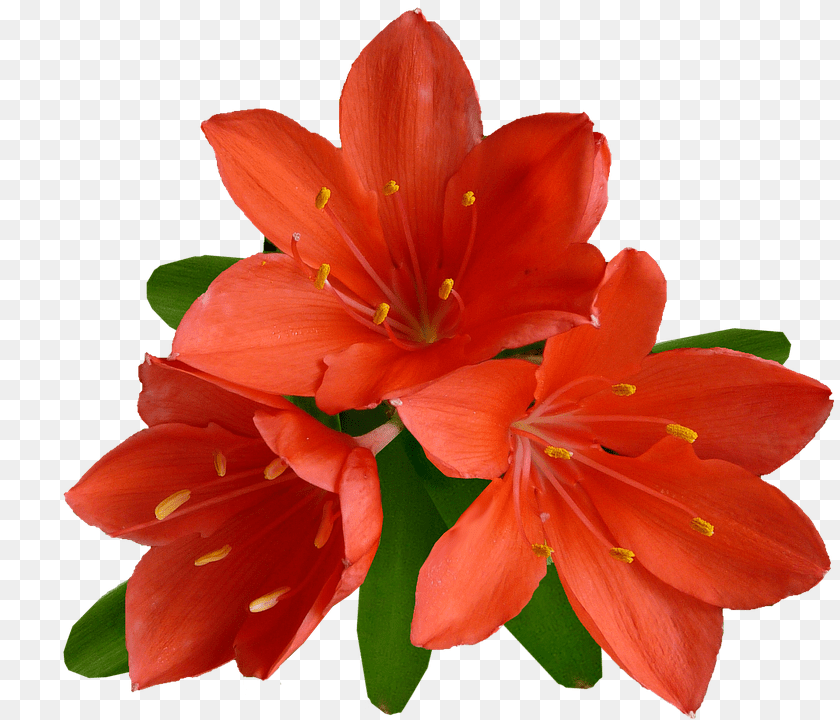 829x720 Flower Plant, Geranium, Lily Clipart PNG
