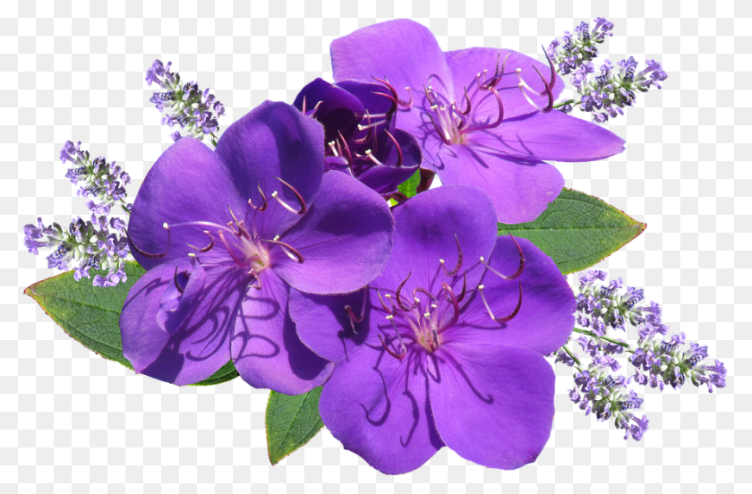 Flower Geranium, Plant, Purple, Pollen Sticker PNG