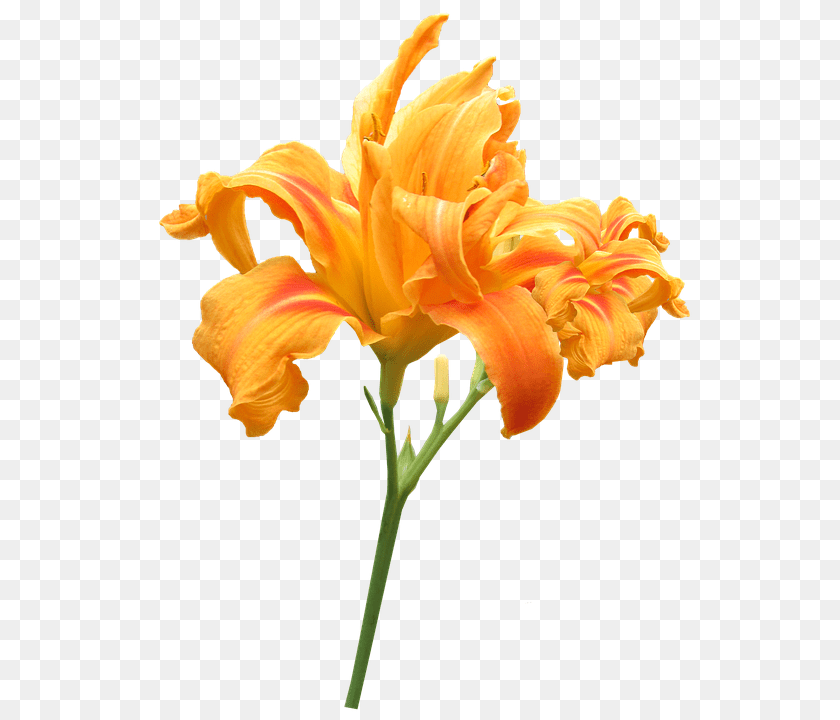 562x720 Flower Plant, Petal, Lily Clipart PNG