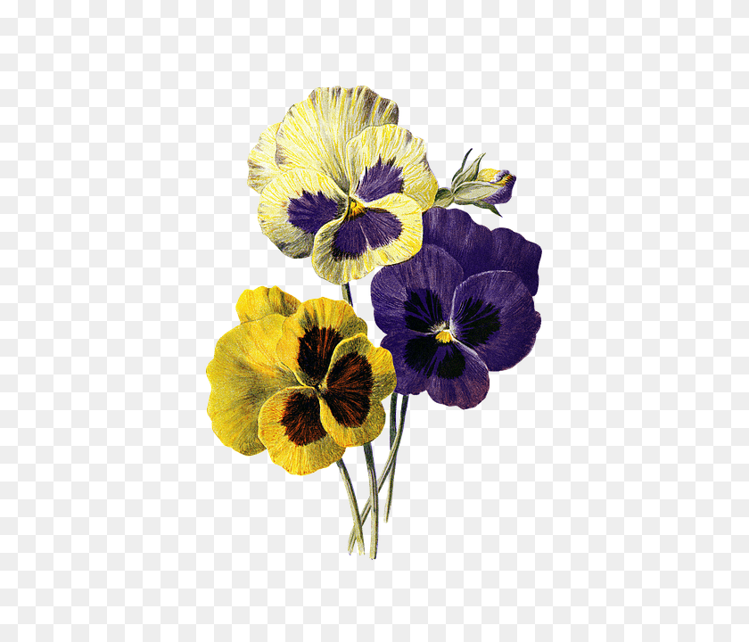 Flower Plant, Geranium, Pansy PNG