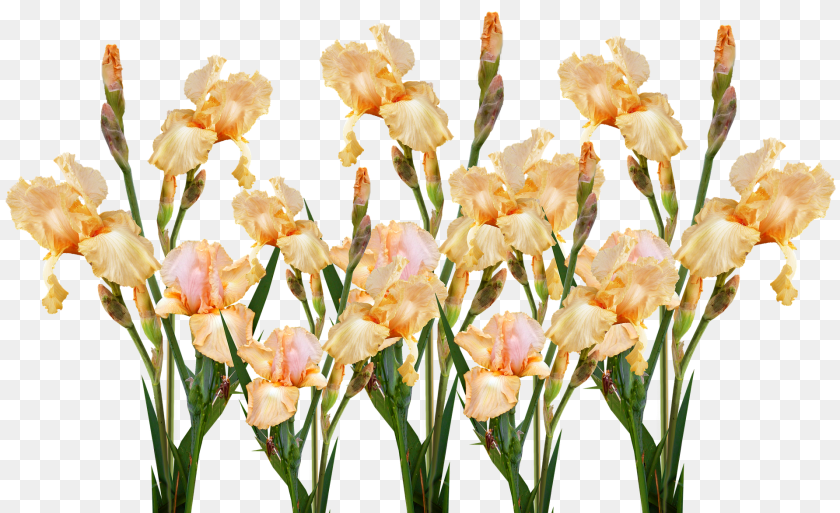 1920x1172 Flower Iris, Petal, Plant, Gladiolus Clipart PNG