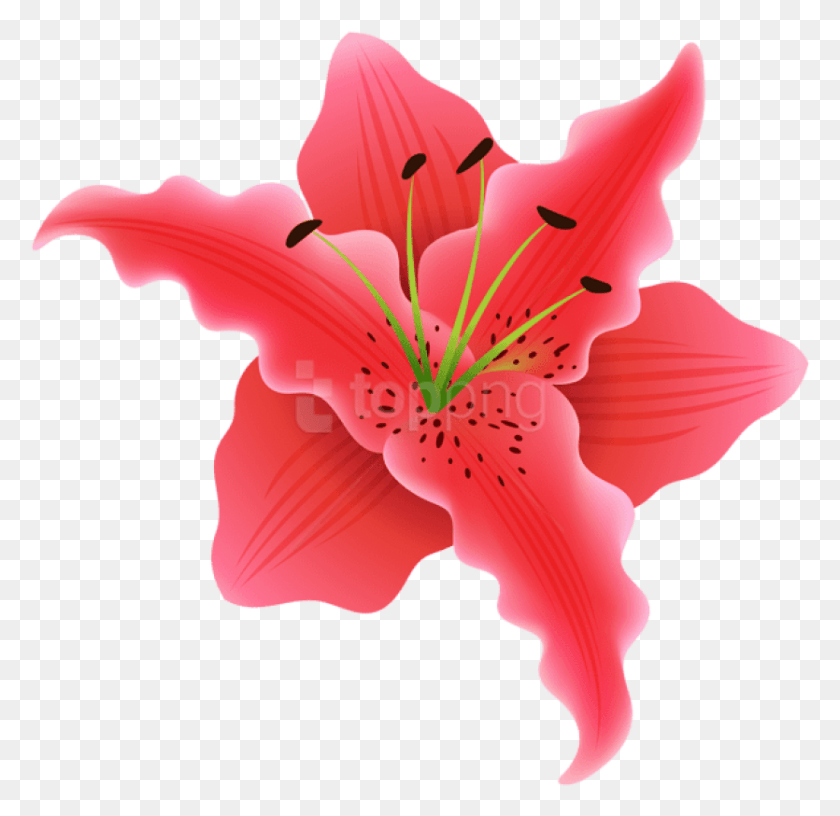 835x810 Flower, Plant, Blossom, Petal HD PNG Download