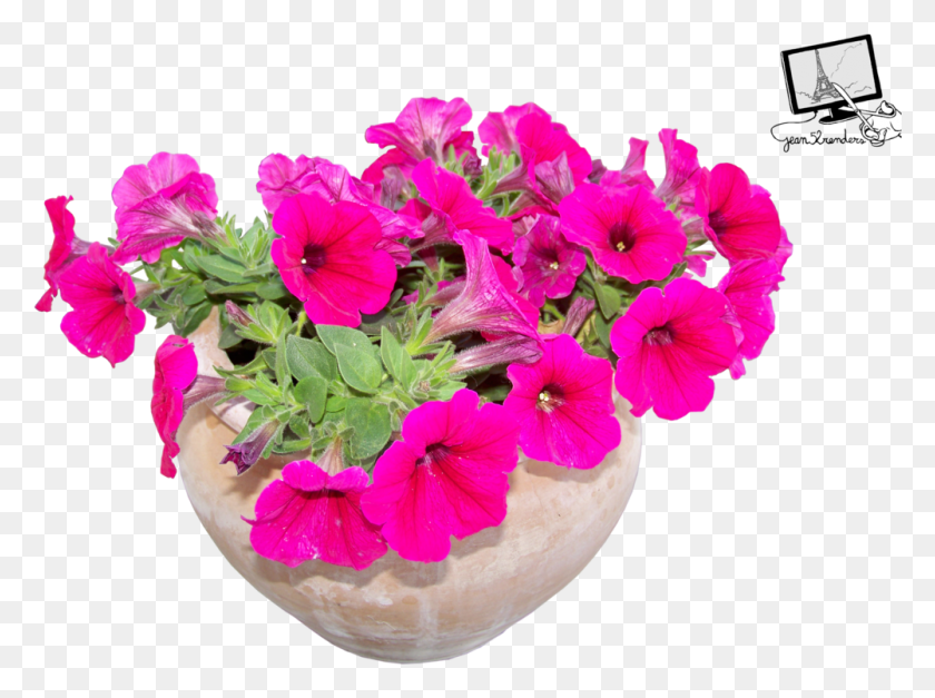 1001x728 Flower, Geranium, Plant, Blossom HD PNG Download