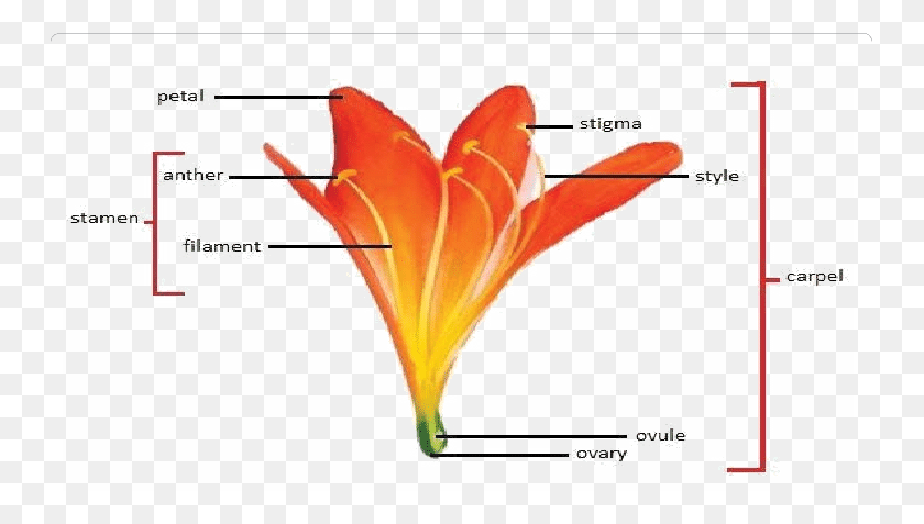 747x417 Flower Anatomy In Clivia Miniata Bird Of Paradise Plant Anatomy, Blossom, Plot, Axe HD PNG Download