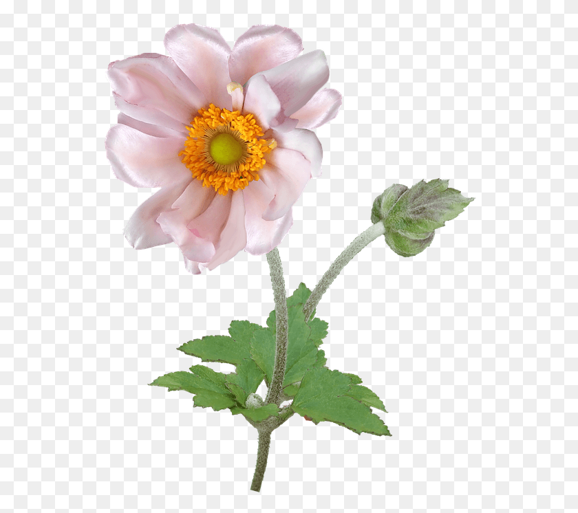 544x686 Flower Anemone Stem Pollen Garden Nature Japanese Anemone, Plant, Blossom, Daisy HD PNG Download