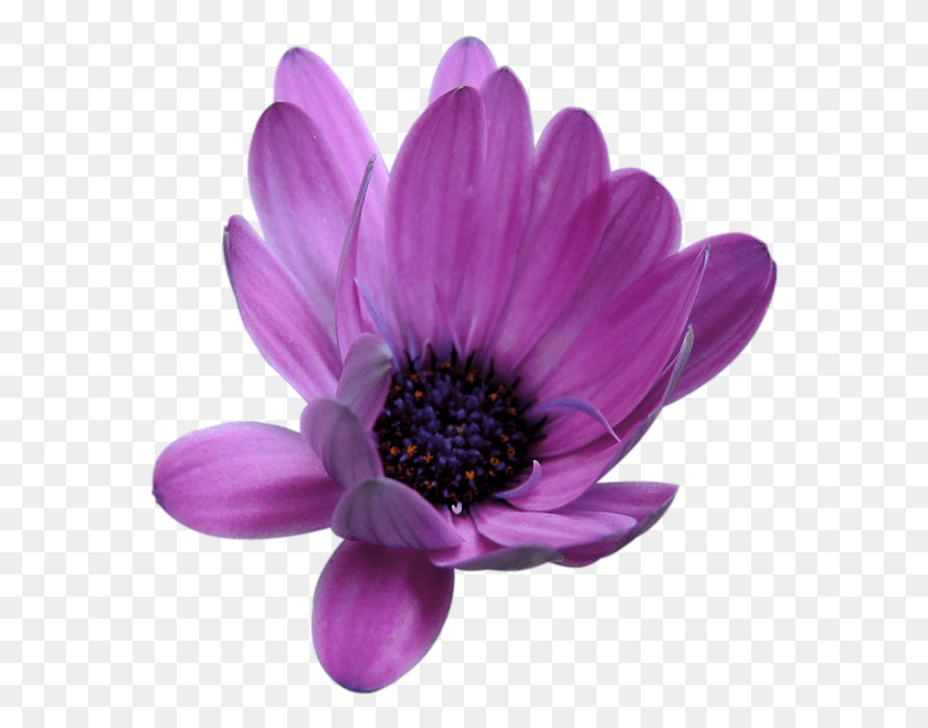 570x599 Цветочный Цветок Блум Розовый Маг Скачет На Изолированной Африканской Ромашке, Растение, Ромашки, Пыльца Png Скачать