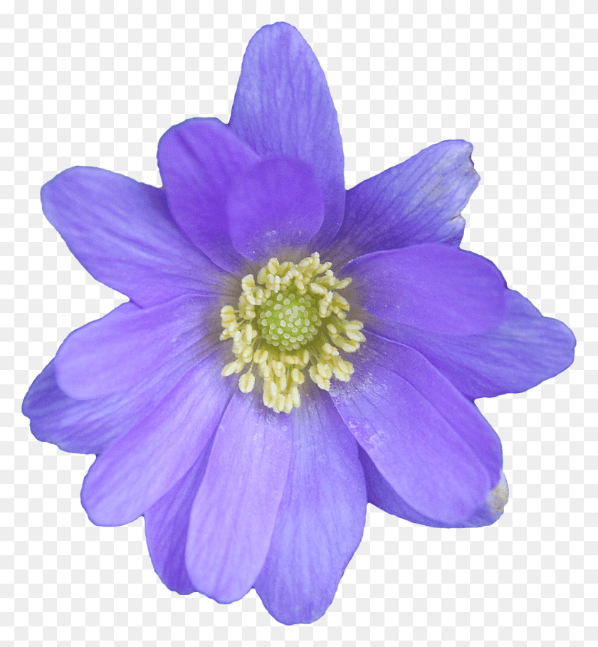 1175x1280 Цветок Синий Анемон, Растение, Цветок, Пыльник Hd Png Скачать