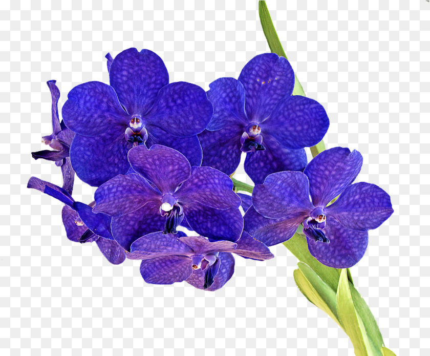 1162x961 Flower Bokeh Orkit, Geranium, Plant, Orchid Transparent PNG