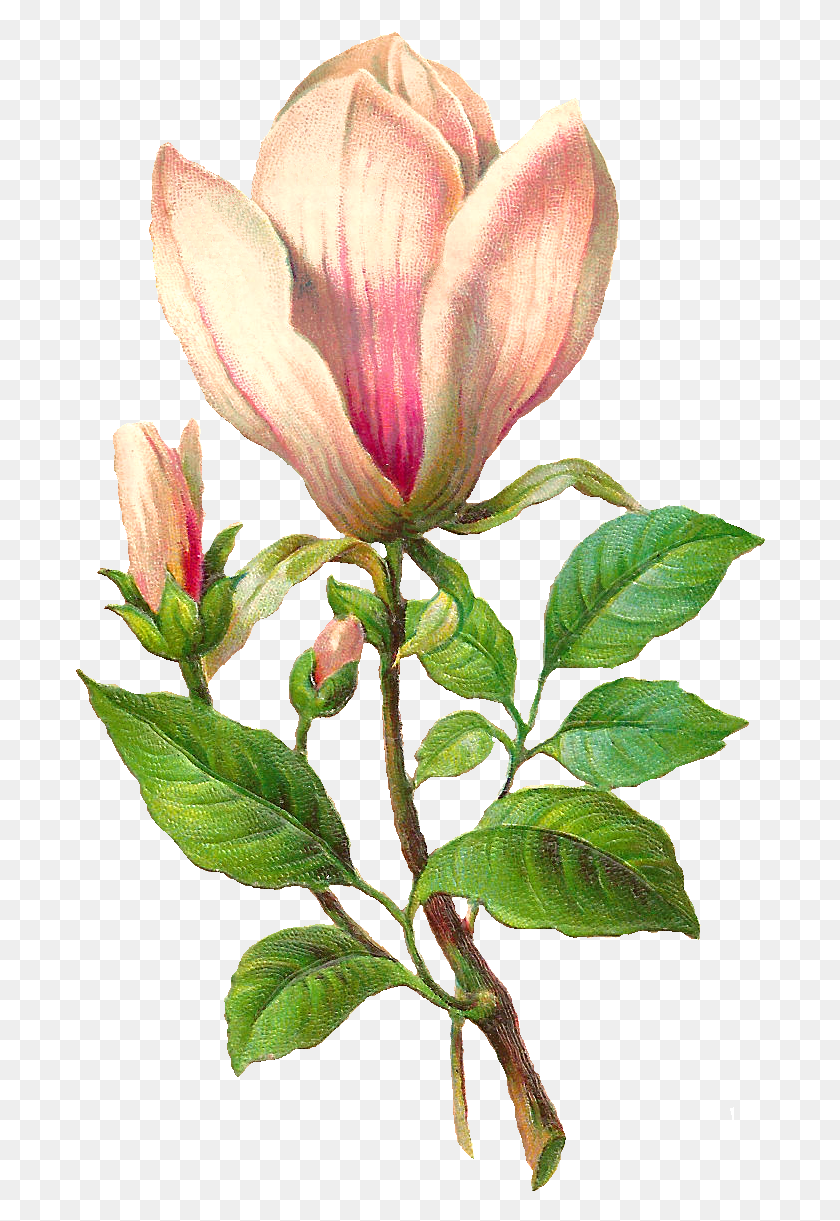 690x1161 Цветок Ботанический, Растение, Acanthaceae, Цветение Hd Png Скачать