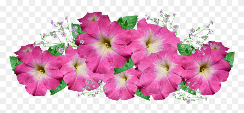 949x403 Flower Bouquet Arrangement Photo, Geranium, Flower, Plant HD PNG Download