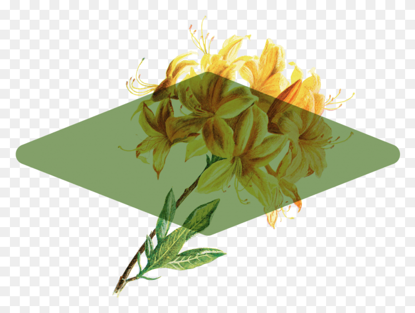 993x732 Цветочная Коробка 03 Иллюстрация, Растение, Цветение, Пыльник Hd Png Скачать