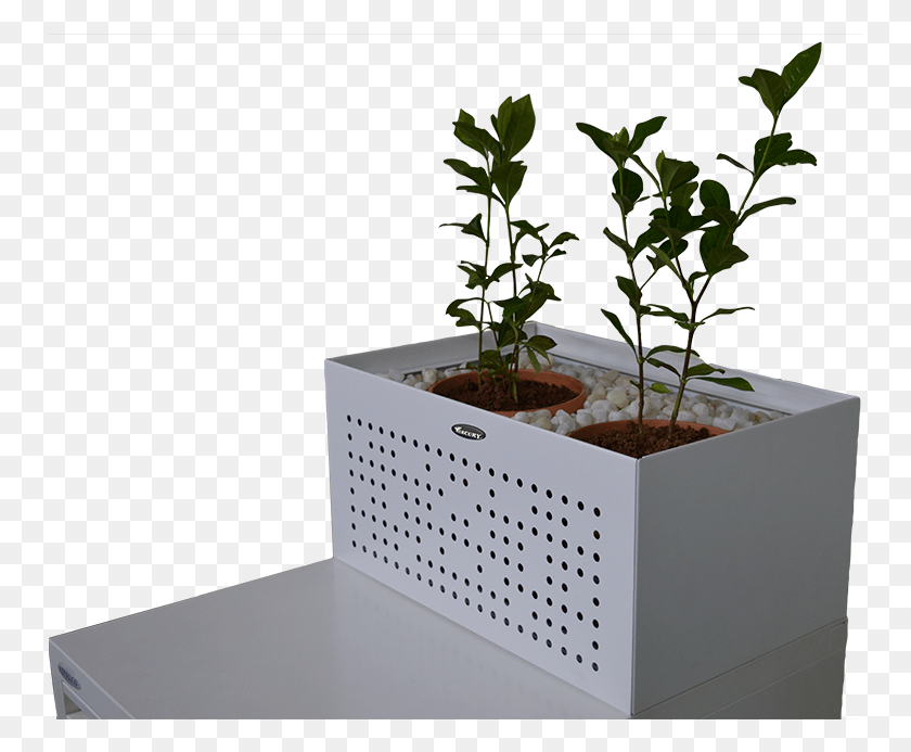 751x633 Цветочная Коробка Комнатное Растение, Растение, Лист, Цветение Hd Png Скачать