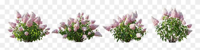 1096x211 Flower Bush Bouquet, Plant, Blossom, Petal HD PNG Download