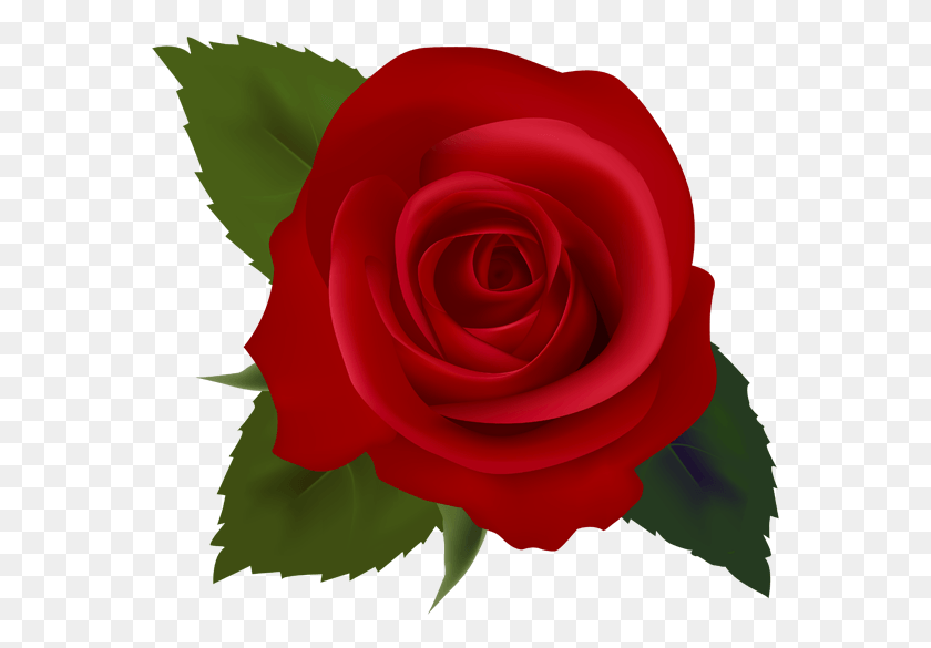 567x525 Цветочная Клипса White Stock Techflourish Collections Rose Clip Art На Прозрачном Фоне, Растение, Цветок, Лепесток Png Скачать