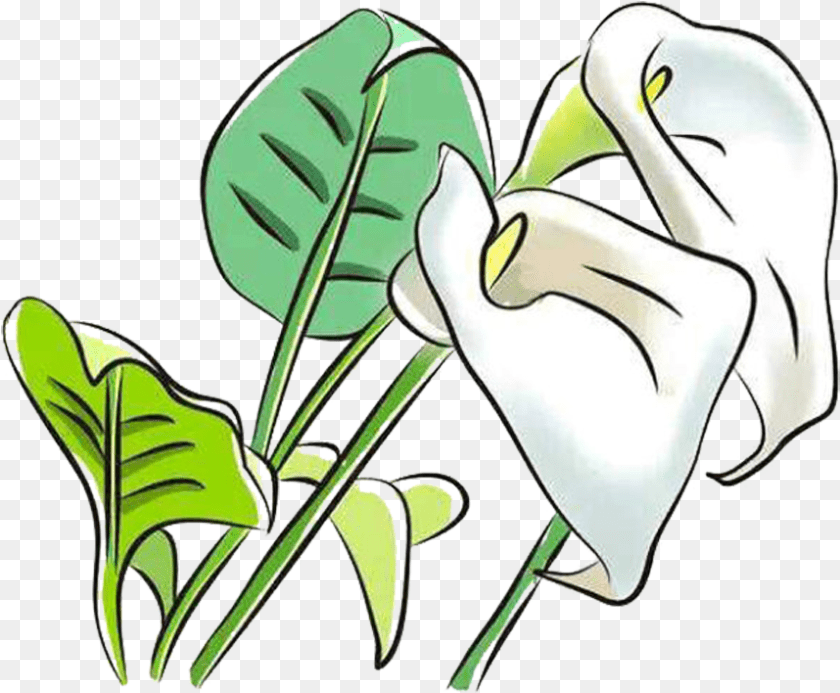 858x708 Flower Flower Arum Lilies Arum Lily, Plant, Leaf Clipart PNG