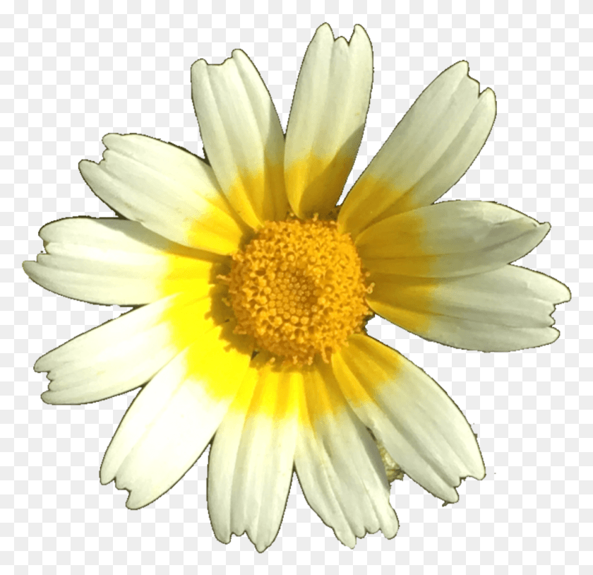 1001x968 Flower Daisy Nature Yellow White Cute Izzymontague Oxeye Daisy, Plant, Daisies, Blossom HD PNG Download