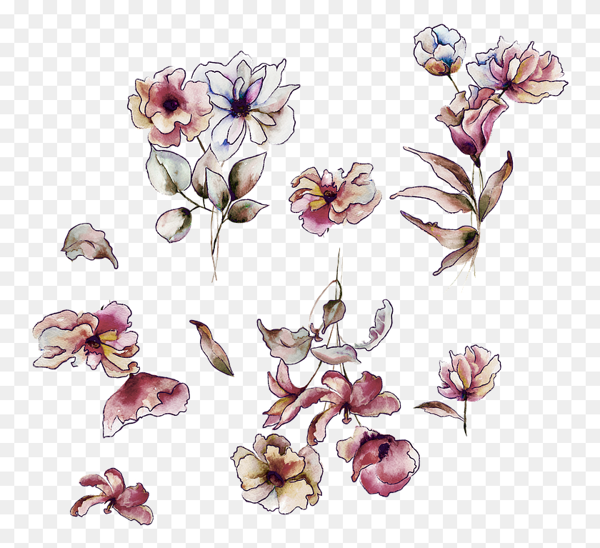 757x707 Цветочный Рисунок Desenhos Em Aquarela, Растение, Цветение, Цветочный Дизайн Png Скачать