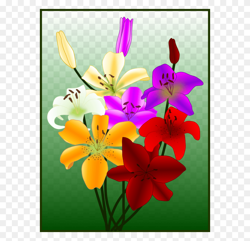 572x750 Цветочный Рисунок Желтая Пасхальная Лилия Лепесток Хоа Лоа Кен Вектор, Растение, Цветение, Графика Hd Png Скачать