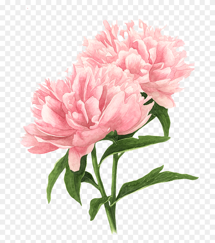 715x892 Flower Drawings Tree Flower Drawing, Plant, Blossom, Carnation HD PNG Download