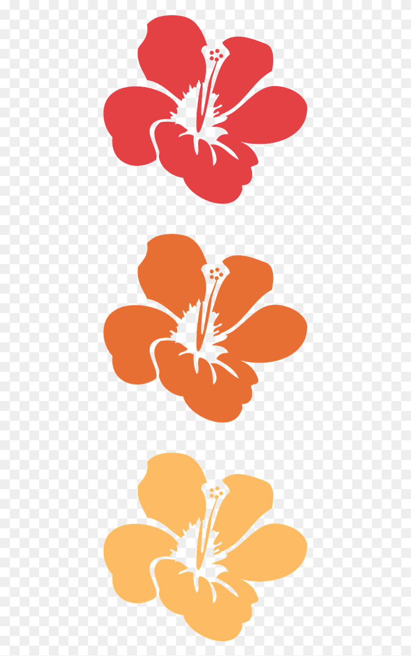 423x1281 Цветок Цветочный Тропический Гибискус Изображение Флора Гавайи, Растение, Цветок, Лепесток Hd Png Скачать