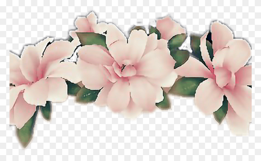 1369x807 Flower Flowercrown Snapchatfilter Snapchat Pink Snapchat Filters Flower Crown, Petal, Plant, Blossom HD PNG Download