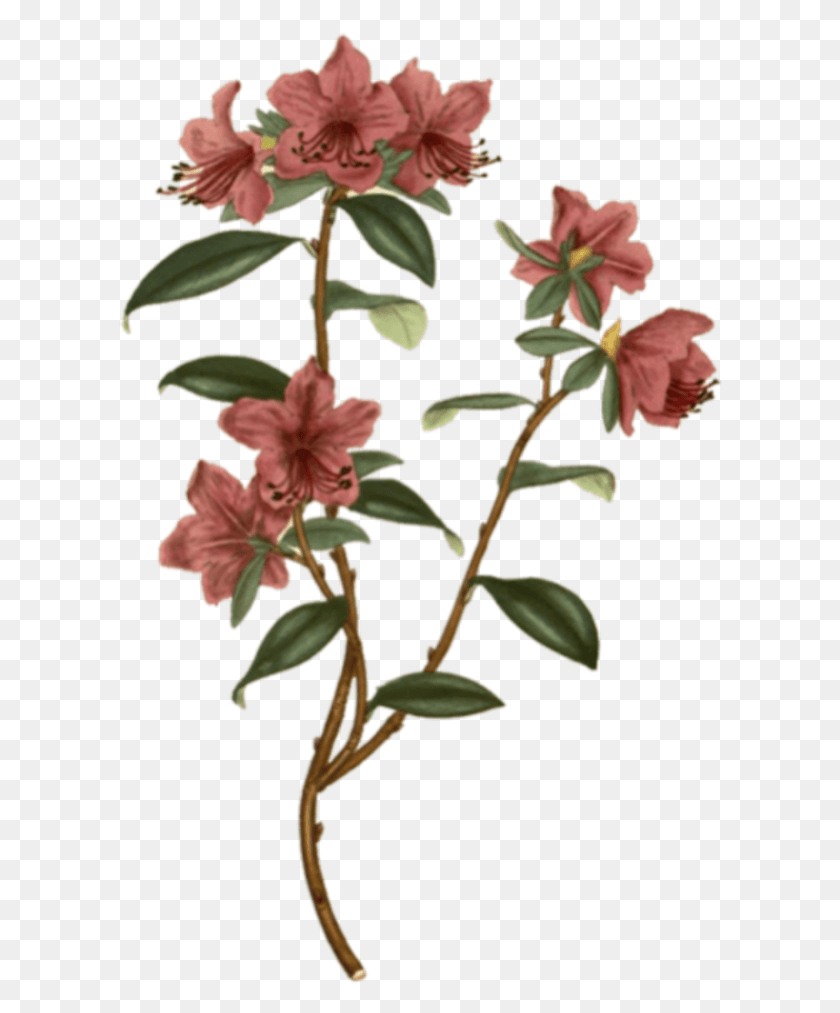 605x953 Цветочные Цветы Фон Красная Роза Простой Цветочный Фон, Растение, Acanthaceae, Blossom Hd Png Скачать