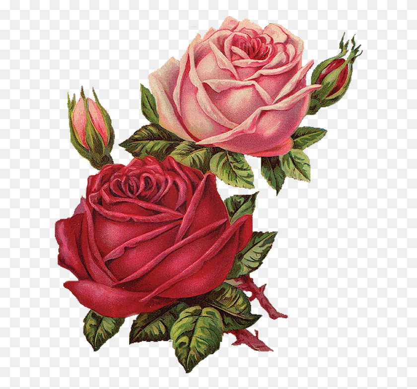 624x724 Descargar Png Flor Flores Flores Vintage Flor Rosa Rosespink Red Roses Vintage, Rose, Planta, Blossom Hd Png