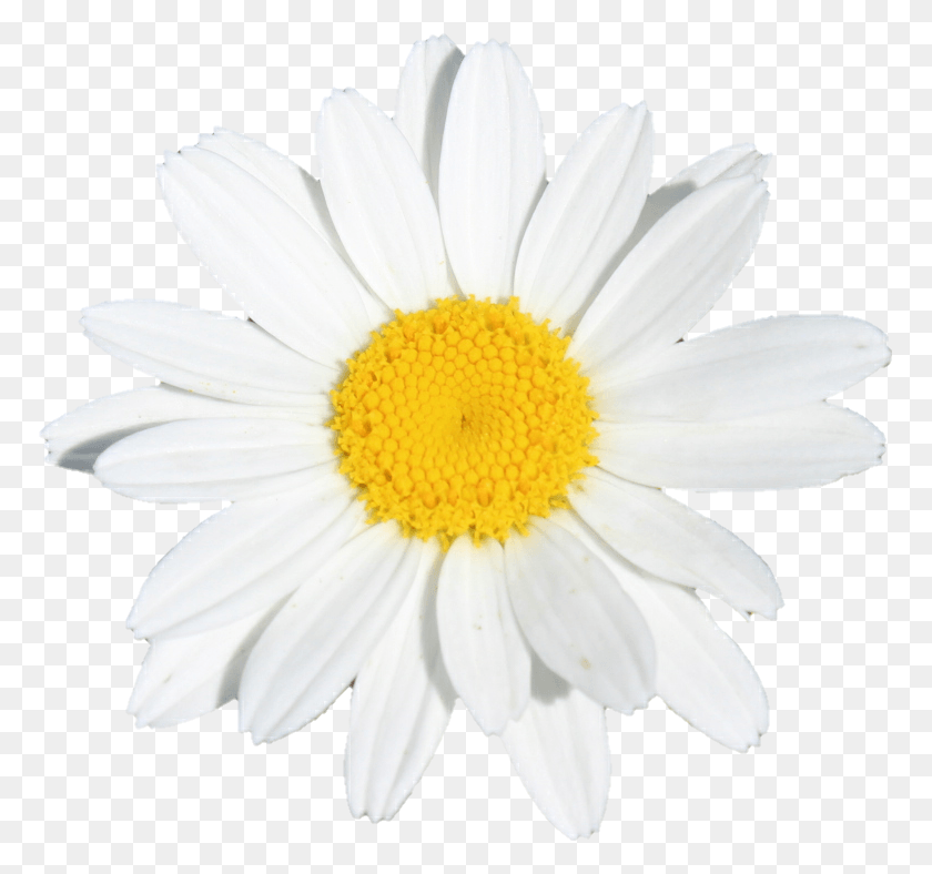 769x728 Flower Flowers White Yellow Daisy Oxeye Daisy, Plant, Daisies, Blossom HD PNG Download