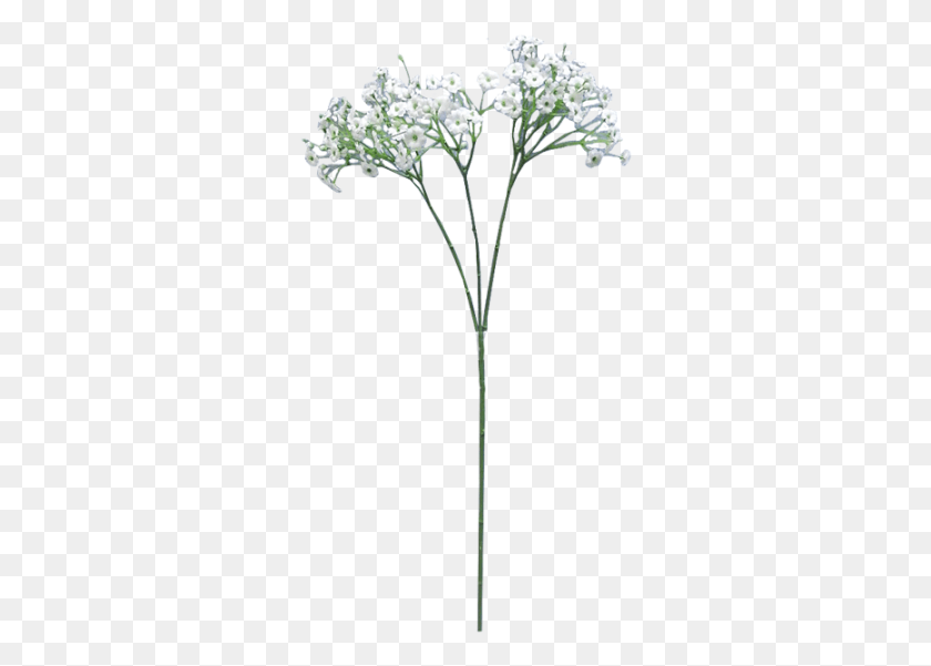 301x541 Flower For Free On Baby39s Breath Transparent Background, Plant, Blossom, Amaryllidaceae HD PNG Download