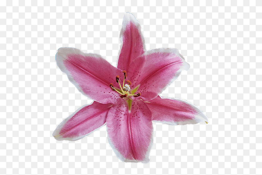 513x502 Descargar Png Flor De Jardín Planta Flora Naturaleza Pétalos Floración Lily, Flor, Amaryllis, Polen Hd Png