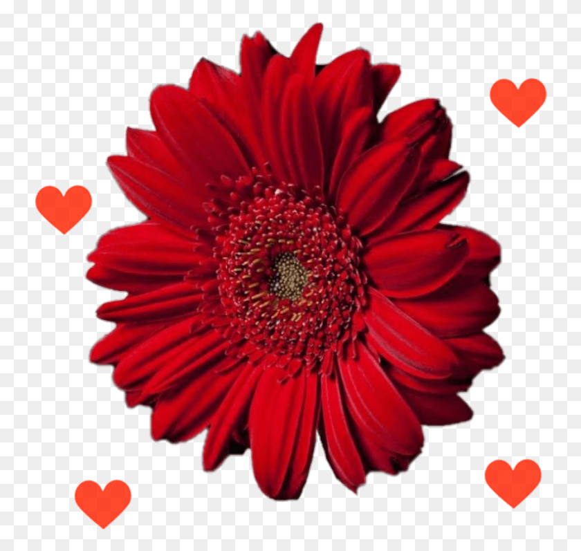 744x737 Flower Heart Red Love Inlove Romance Barberton Daisy, Dahlia, Plant, Blossom HD PNG Download