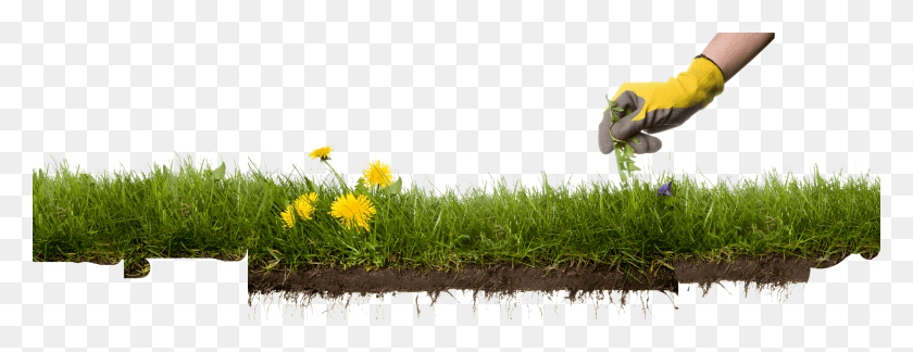 3151x1067 Flower Icon Cute Weed Control, Plant, Person, Human HD PNG Download