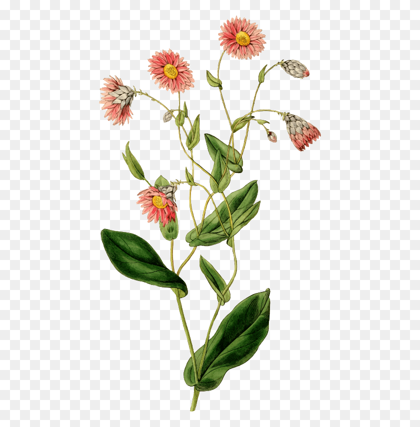 444x794 Цветочное Разрешение Изображения Живопись Naturaleza Vintage, Acanthaceae, Plant, Blossom Hd Png Скачать