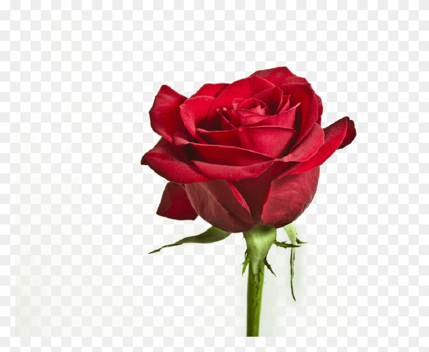 1053x851 Descargar Png / Flores De Color Rosa Hd Png