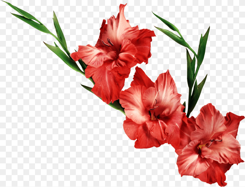 1834x1400 Flower Images With Transparent Background, Plant, Gladiolus Sticker PNG