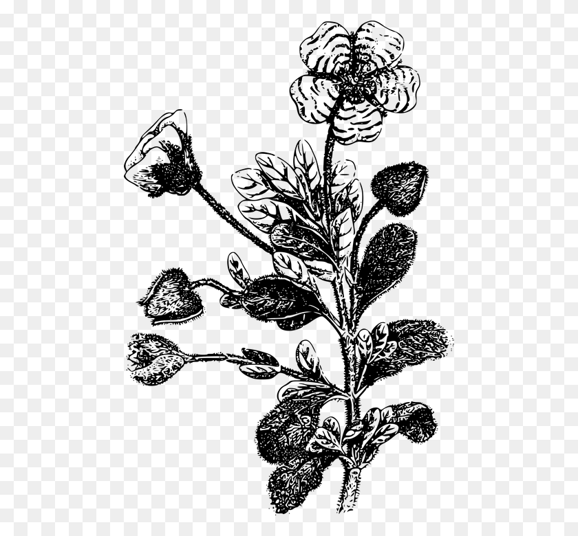 480x720 Цветок Лист Листья Многолетнее Растение Рок Роза, Серый, Мир Варкрафта Png Скачать