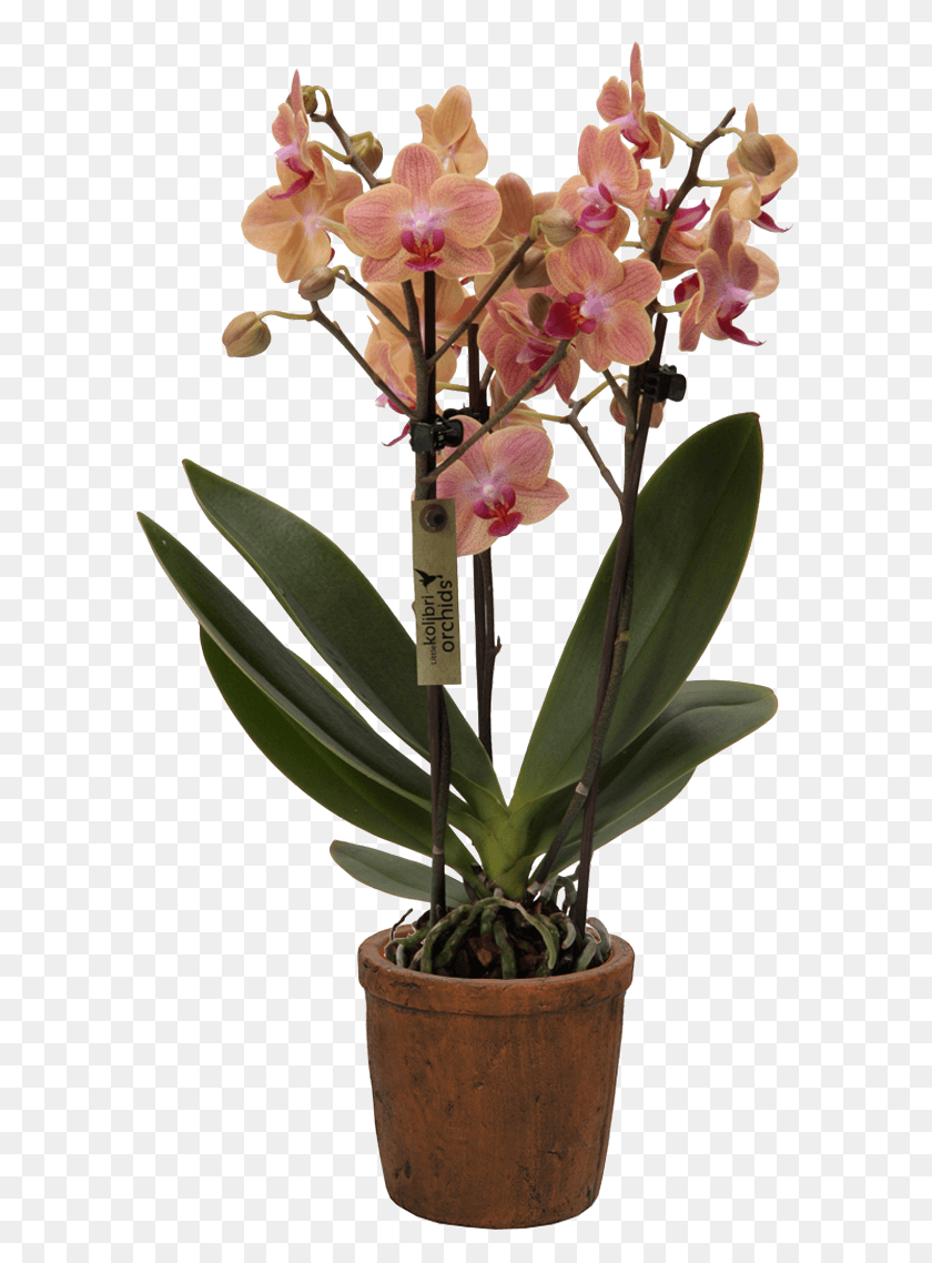 604x1078 Flower Little Kolibri Orchid Collection, Plant, Blossom, Amaryllidaceae HD PNG Download