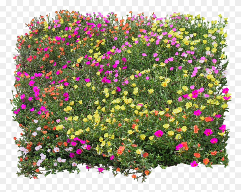 786x613 Flower Mapping Bed Top View Transprent, Geranium, Plant, Blossom Descargar Hd Png