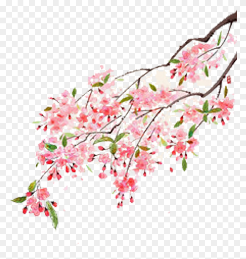 798x845 Цветок Мутан Пион Иллюстрация Сакура, Растение, Цветение, Участок Hd Png Скачать