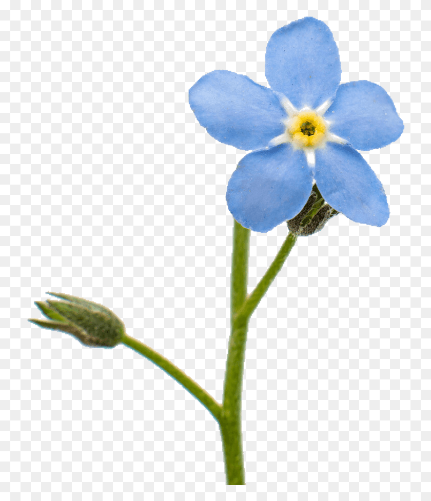 738x917 Flower Of Not Forget Me Clipart, Plant, Blossom, Petal HD PNG Download