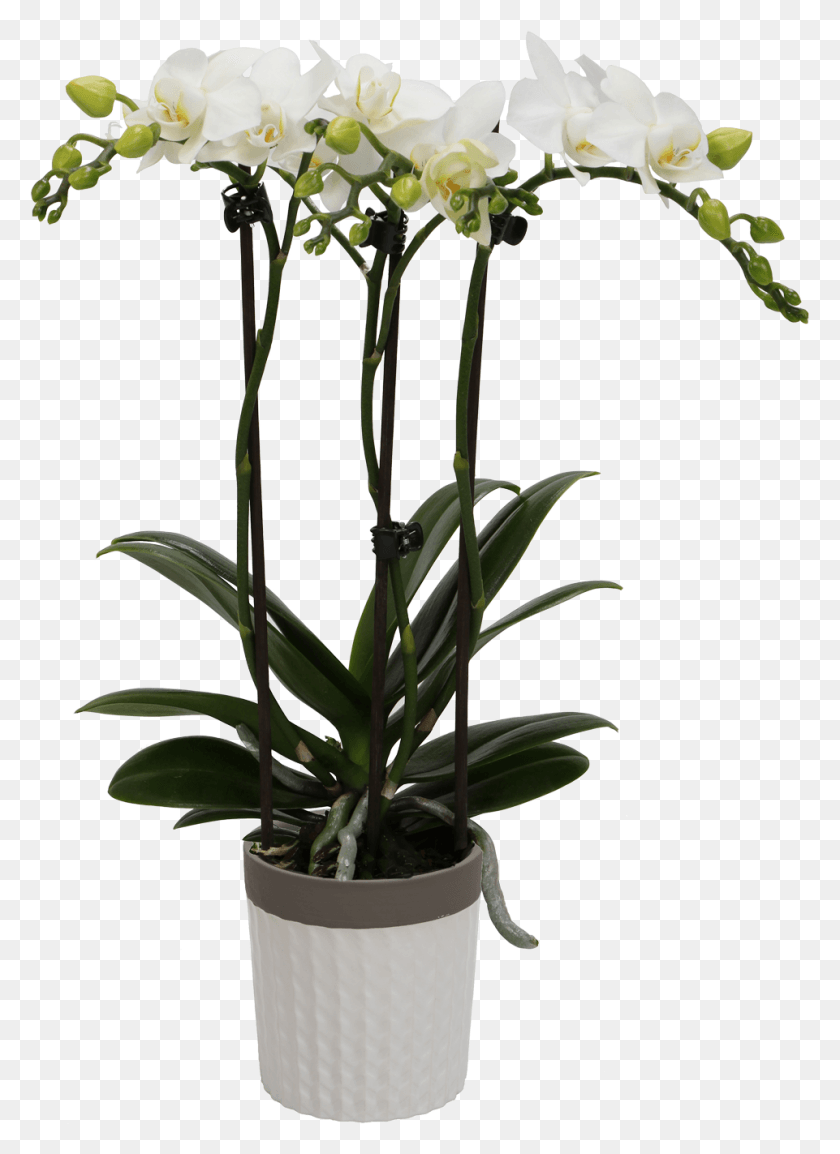 961x1349 Цветок Орхидеи Маленькие Колибри Орхидеи, Растение, Цветение, Орхидея Png Скачать