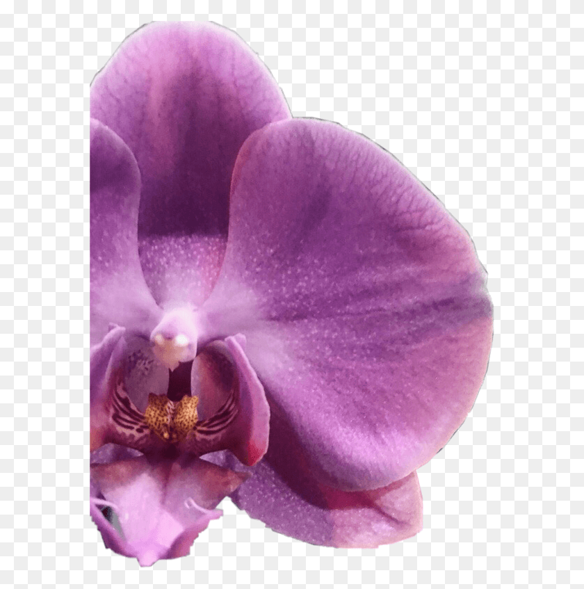582x787 Flower Orqudeas Orquidea Irapuato Beautifull Phalaenopsis Sanderiana, Plant, Blossom, Orchid HD PNG Download