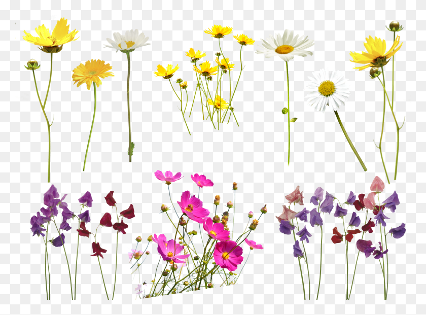 3447x2481 Superposición De Flores Fondo Transparente Photoshop Superposición De Flores Hd Png Descargar