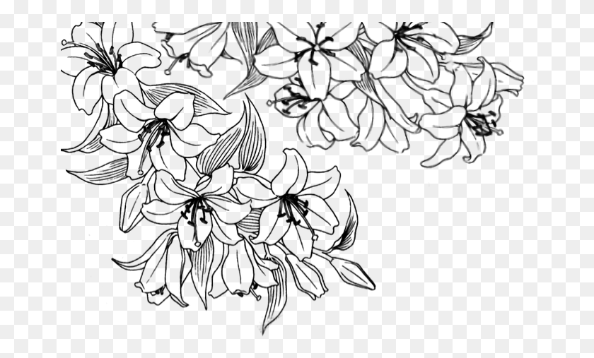 670x447 Flower Overlay Transparent Flower Drawing Tumblr Transparent, Gray, World Of Warcraft HD PNG Download