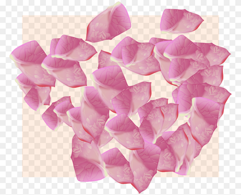Flower Petal Vector Rose, Plant Clipart PNG