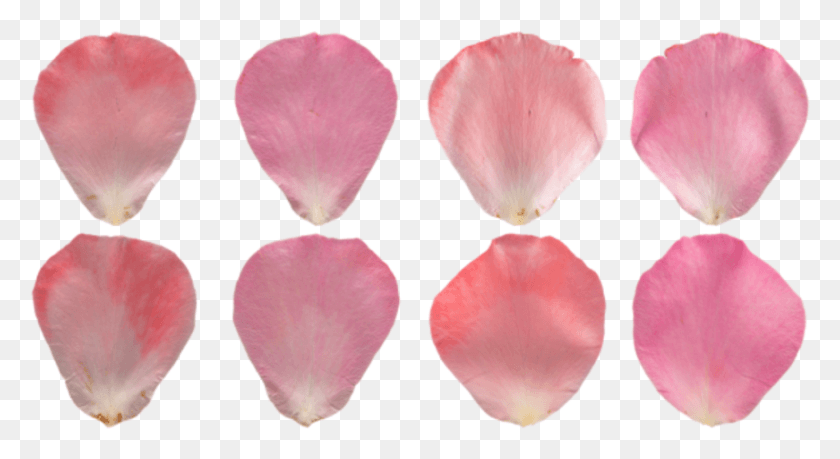 871x446 Flower Petals Pink Pink Rose Petal Texture, Plant, Blossom, Anemone HD PNG Download