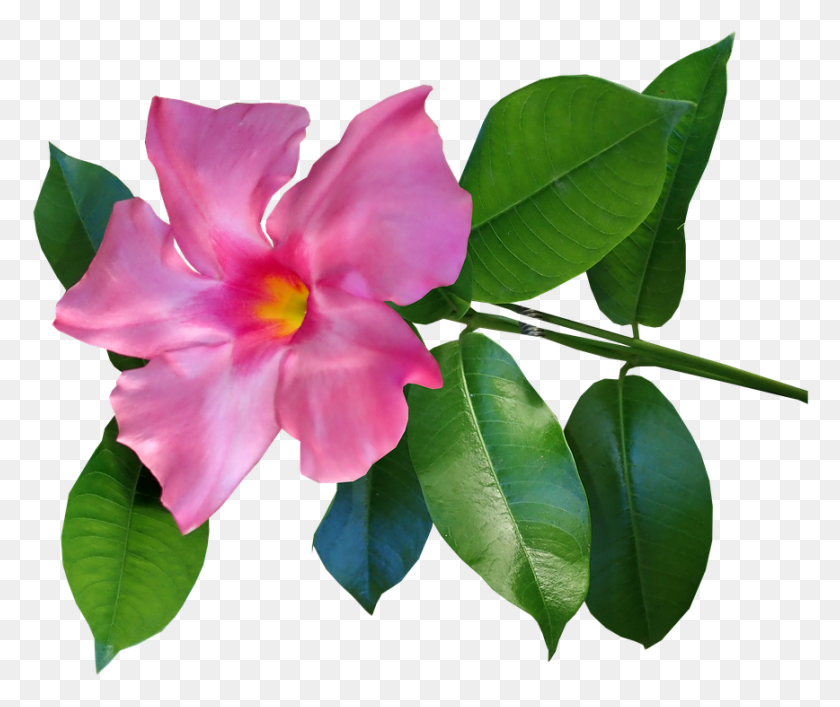 868x721 Цветок Розовый Альпинист Тропический Сад Природа Мандевилла, Растение, Лист, Цветение Hd Png Скачать